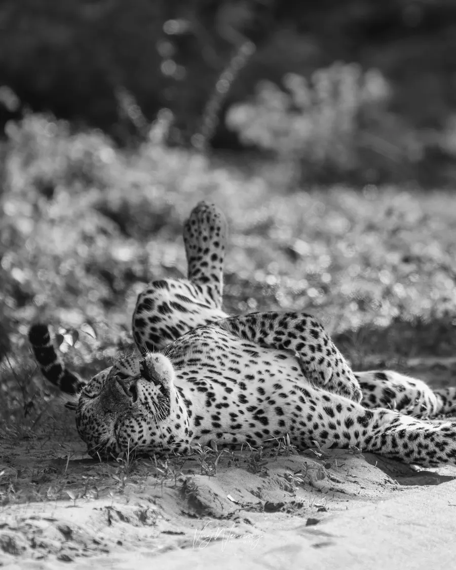 A dominant male leopard rolling on the ground, in black and white.