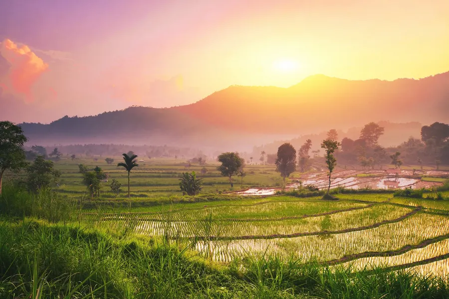 Rice fields at sunrise with mountains behind.